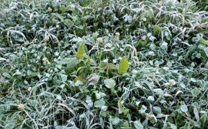 Heladas e intensos fríos afectan cultivos de verduras, legumbres y flor en diversas variedades 