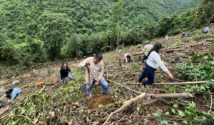 Autoridades y pobladores de Rafael Delgado reforestan en Tzoncolco y Omiquila 