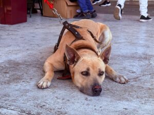 Refuerza Nogales campaña de esterilización; atienden a 60 mascotas