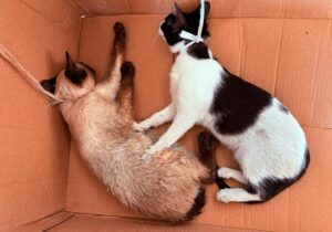 Refuerza Nogales campaña de esterilización; atienden a 60 mascotas